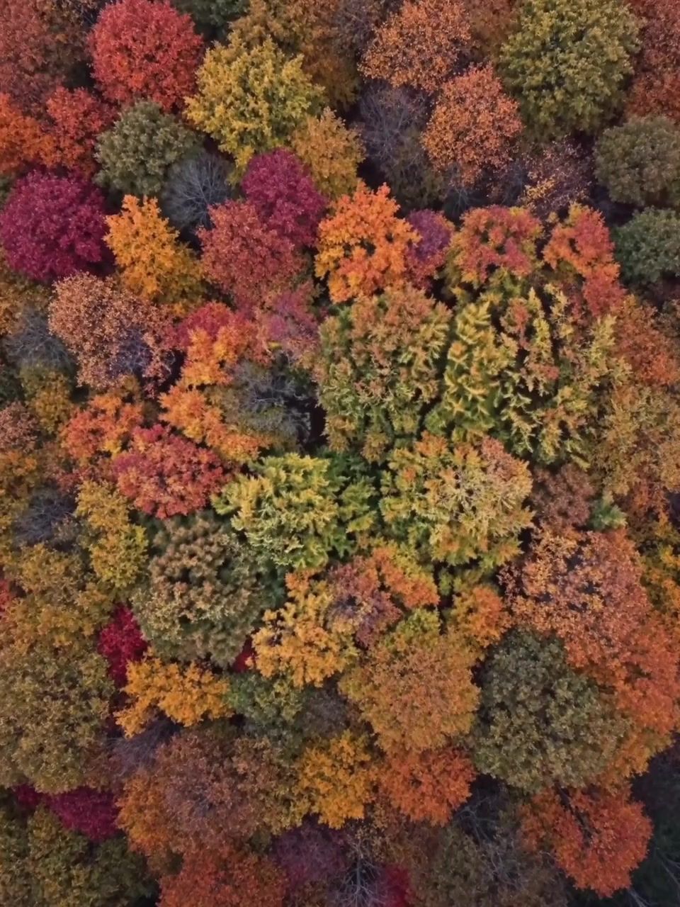 Looking down on an autumn forest canopy from above